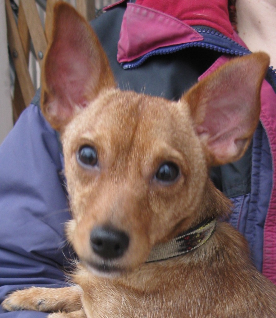 head shot of chihuahua mix dog