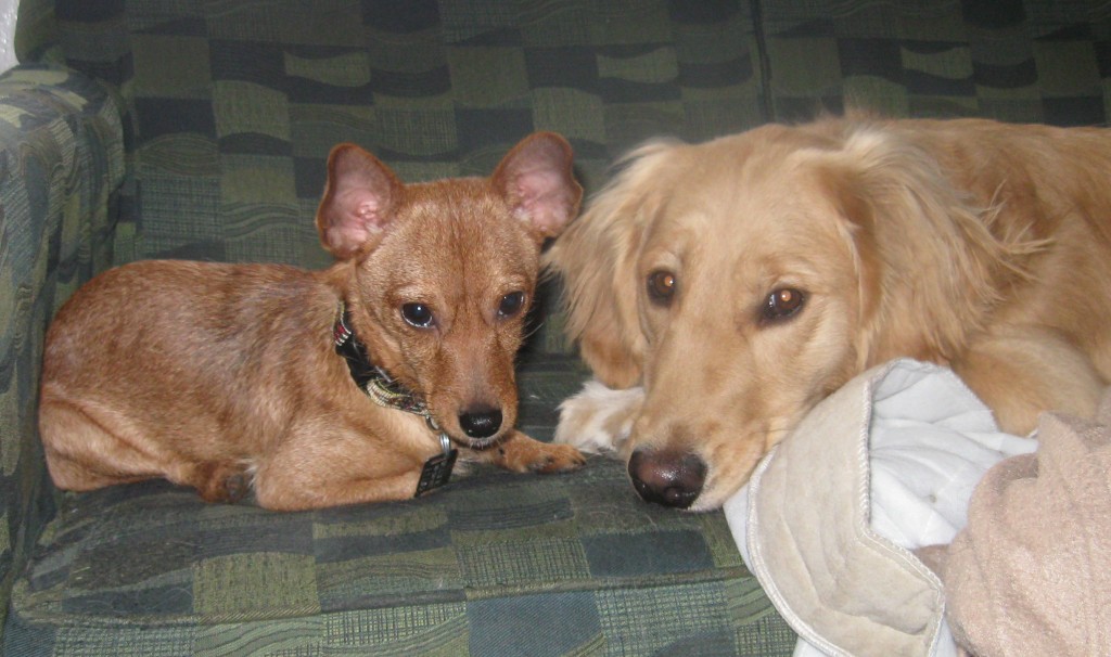 Puppy and Golden Retriever on the couch