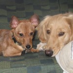 Puppy and Golden Retriever on the couch