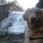 Golden Retriever at Ithaca Falls
