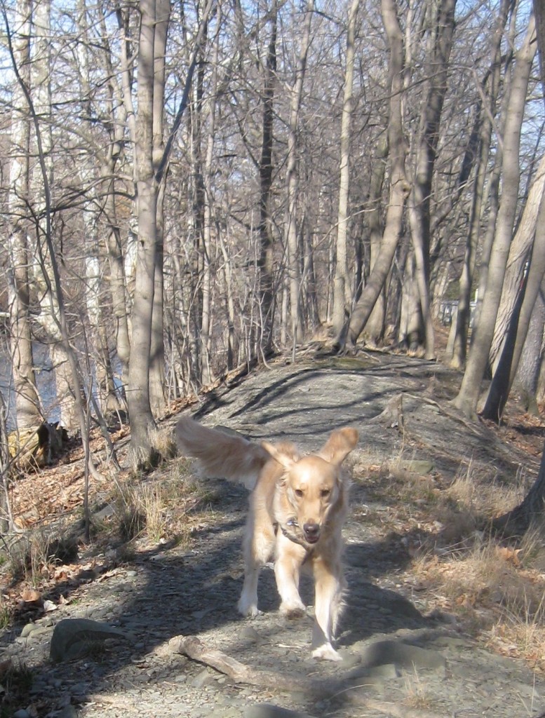 Golden Retriever running in the woods practicing her off leash recall. 
