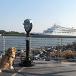 Honey the Golden Retriever at the Cape May Lewes Ferry Terminal