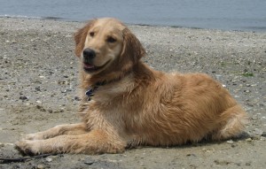 Golden Retriever smiling on Cape May Beach