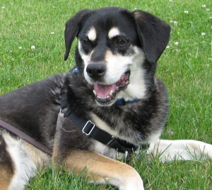 Mixed breed dog sitting in the sun