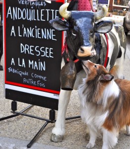 CH_ButcherShop_Sault_NuzzlingCow Chula the Sheltie