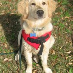 Golden Retriever puppy in life jacket