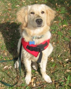 Golden Retriever puppy in life jacket
