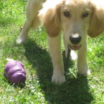 Golden Retriever with food toy
