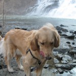 Golden Retriever showing signs of anxiety