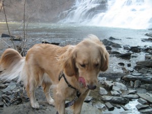 Golden Retriever showing signs of anxiety