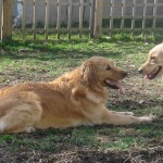 Two Golden Retrievers