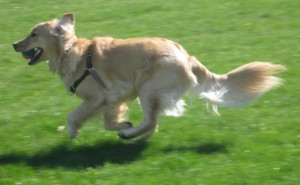 Golden Retriever retrieves a ball