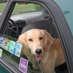 Golden Retriever looking out car window.