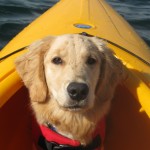 Golden Retriever in Kayak