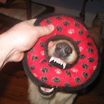 Golden Retriver playing with her ring toy