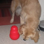 Golden Retriever plays with Kong Wobbler food toy.