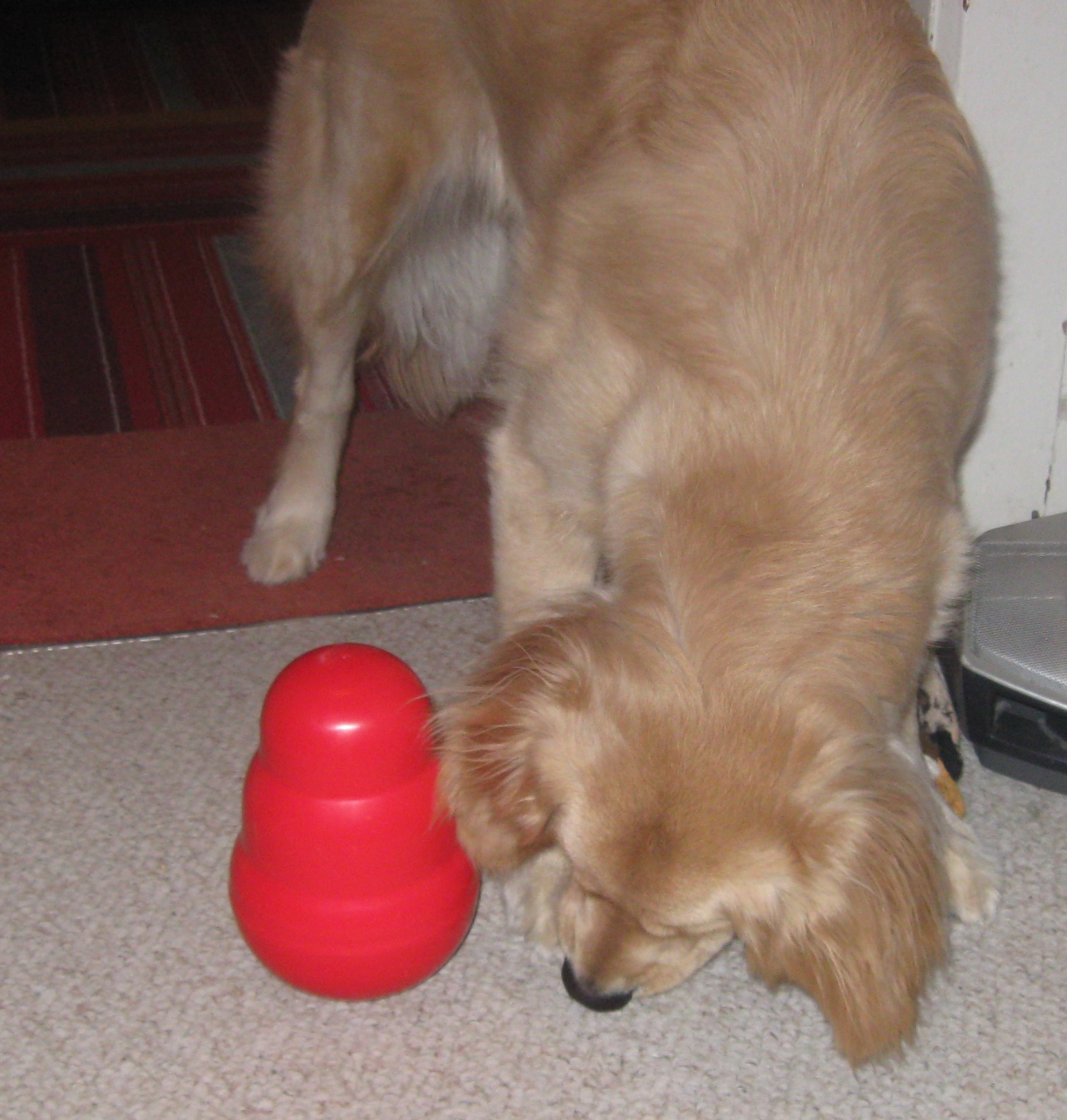 Golden Retriever plays with Kong Wobbler food toy.