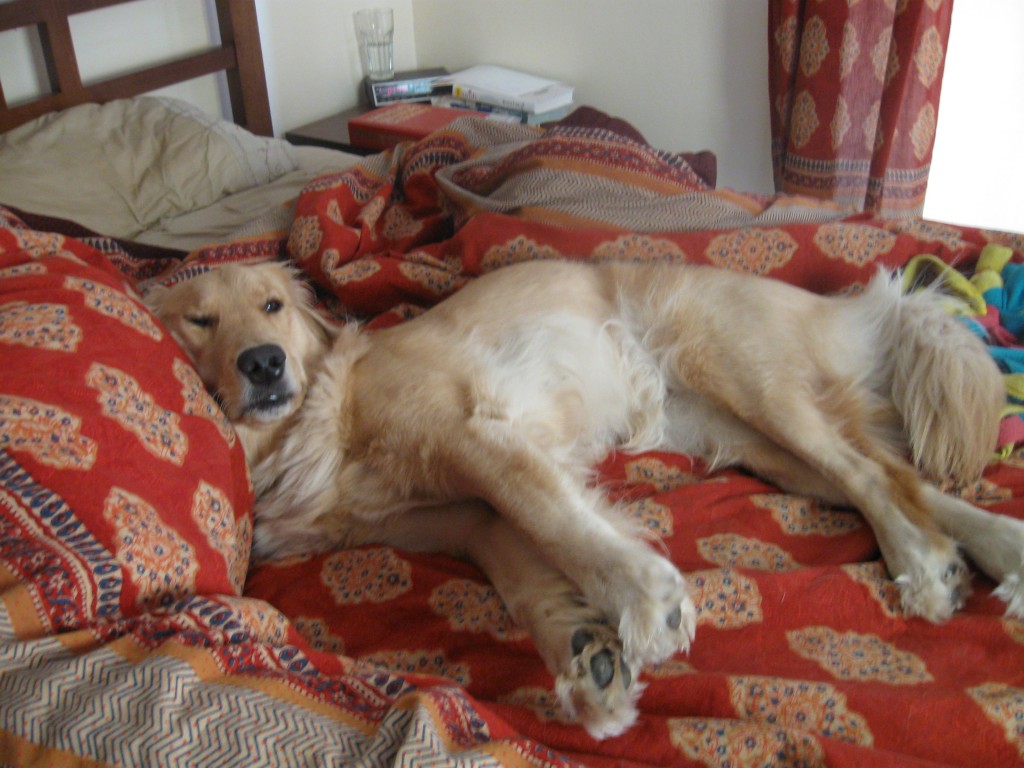 Golden Retriever on the bed.