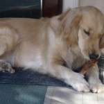 Golden Retriever enjoying a treat on the porch