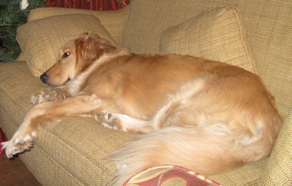 Honey the Golden Retriever lying on the couch.