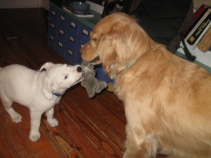 Golden Retreiver and puppy play tug