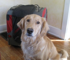 Honey and the Doggy Ride Golden Retriever