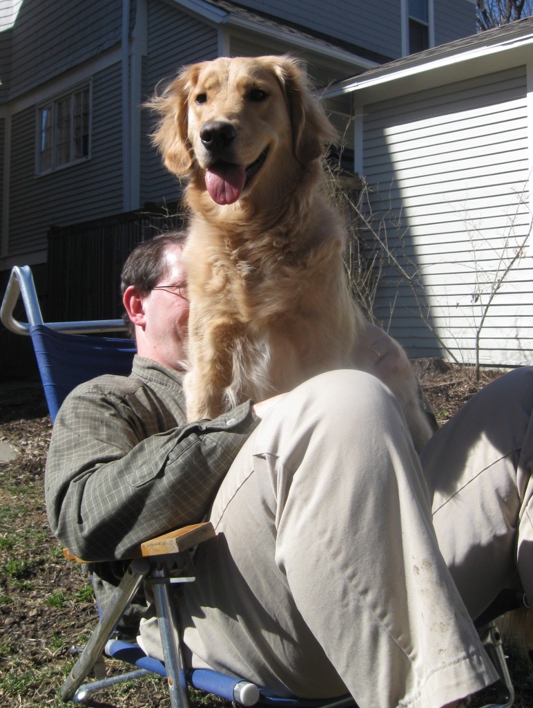 Golden Retriever sitting on Mike's lap
