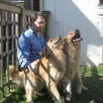 Two Golden Retrievers getting some love