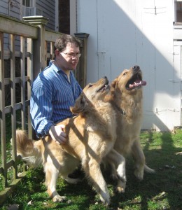 Two Golden Retrievers getting some love
