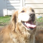 Honey the Golden Retriever