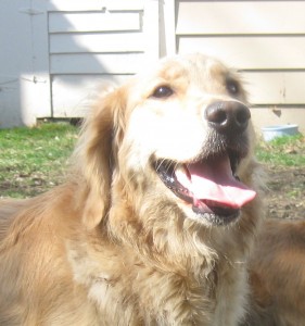 Honey the Golden Retriever