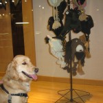 Golden Retriever admiring a display of knitted animal hats