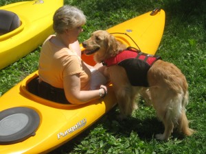 Golden Retriever practicing with kayak on dry land.