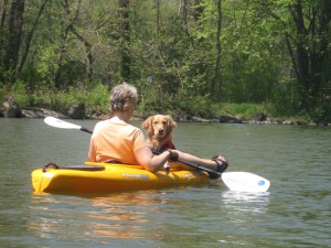 Golden Retriever in kayak