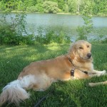 Golden Retriever lying in the grass