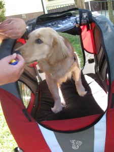 Golden Retriever getting treat in bicycle cart.