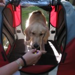 Honey the Golden Retriever