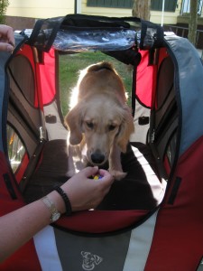 Honey the Golden Retriever