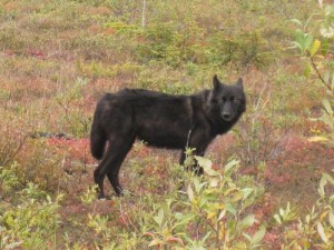 Wolf Seen from Dempster Highway on Flickr by Eric Fortin