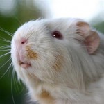 Guinea Pig