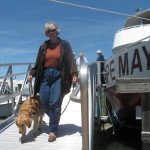 Golden Retriever walking down boat ramp