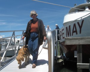 Golden Retriever walking down boat ramp