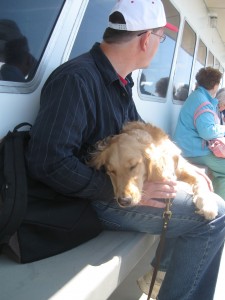 Golden Retriever sleeping.