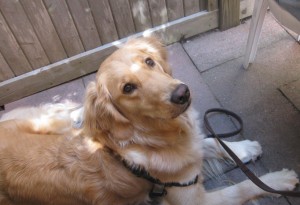 Honey the Golden Retriever 