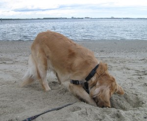 Honey digging on the beach Golden Retriever digging