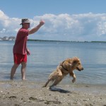 Golden Retriever playing fetch on the beach