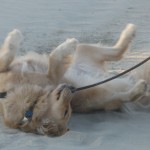 Golden Retriever rolling in beach sand.