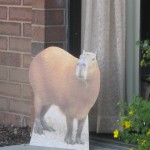 Capybara at BlogPaws