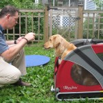 Golden Retriever in bike trailer