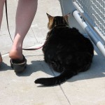 cat on a leash